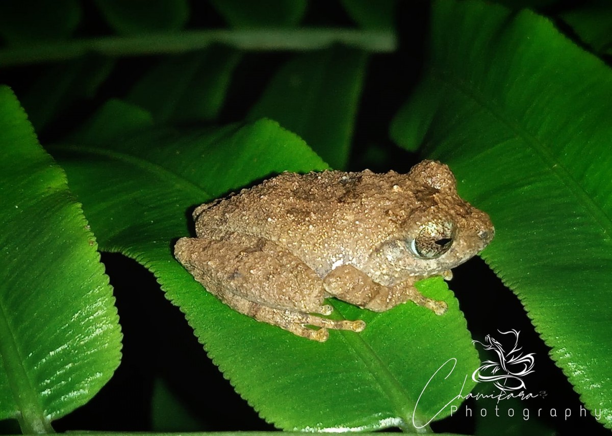 Pseudophilautus rus Megaskumbura & Manamendra-Arachcchi, 2005